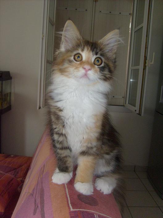 chatons 2010, maine coon
